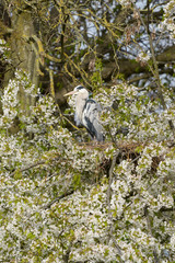 Grey Heron, Ardea cinerea