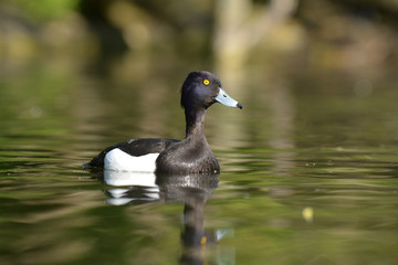Tufted Duck, Aythya fuligula