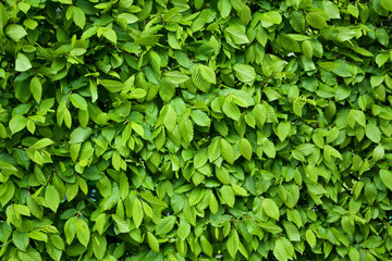 Fototapeta na wymiar Texture or background of leaves
