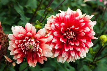 Dahlie im Gr&uuml;nen