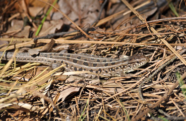  Grey lizard in the dry grass.