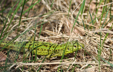 Green lizard in the dry grass