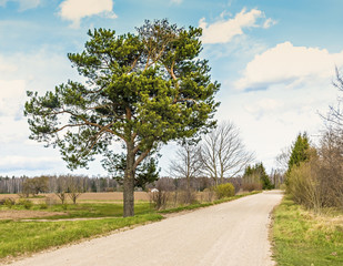 Countryside road by spring