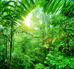 Panele Szklane  Świeży zielony las deszczowy