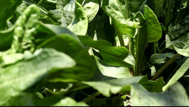 sorrel sways in the wind