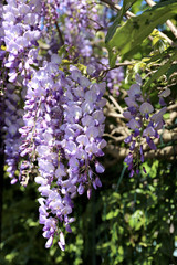 Purple wisteria blossoms