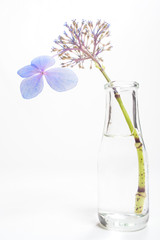 Blue blossom on long stem in bottle of water
