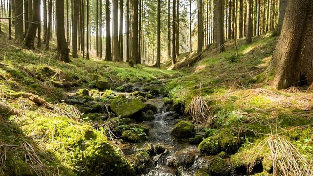 Falls on the small mountain river in a forest