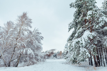 Snow-covered forest road, winter landscape. Cold and snowy