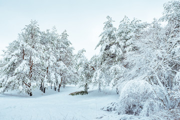 Snow-covered forest road, winter landscape. Cold and snowy