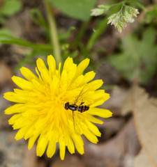 Bee on Flower