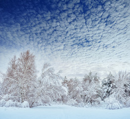 Naklejka premium Snow-covered forest road, winter landscape. Cold and snowy