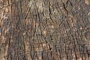 Old trunk  texture. Circular decaying wood. Closeup.