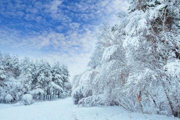 New Year tree in winter forest. Beautiful winter landscape with