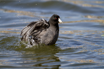 American Coot