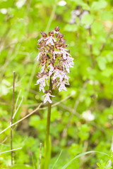 Wild orchid