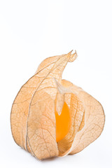 Physalis