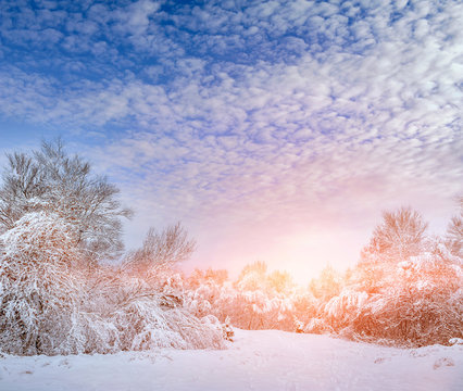 New Year tree in winter forest. Beautiful winter landscape with