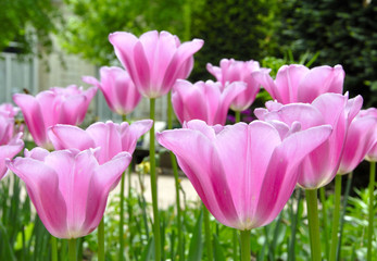 Fototapeta premium Tulipes mauves