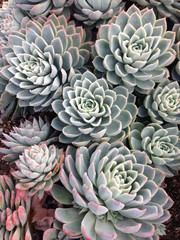 多肉植物の寄せ植え