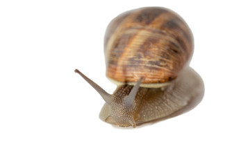 Land snail isolated on white background. Garden snail.