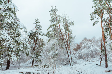 New Year tree in winter forest. Beautiful winter landscape with