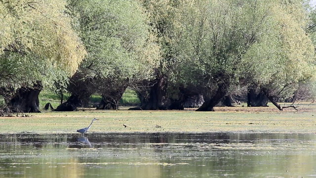 grey heron walking in swamp