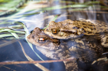 Frog in water