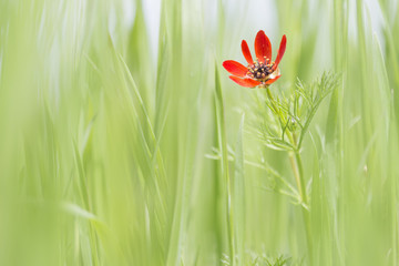 red adonis in spring grass natural background - obrazy, fototapety, plakaty