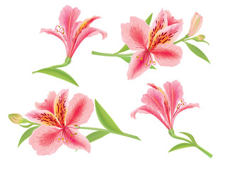 Alstroemeria