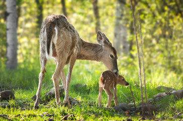 White-Tailed Deer (Odocoileus virginianus) Fawn Resists Bath © hkuchera