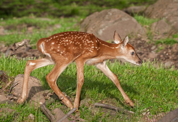 White-Tailed Deer Fawn (Odocoileus virginianus) Runs Right