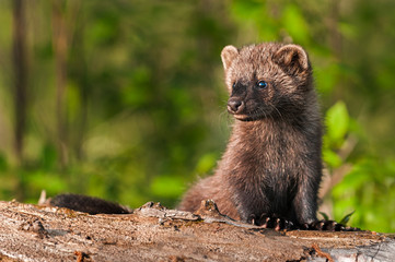 Young Fisher (Martes pennanti) Sits on Log Looking Left