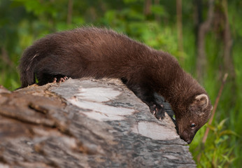 Young Fisher (Martes pennanti) Looks Off Edge of Log