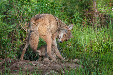 Obraz premium Adult Coyote (Canis latrans) Tussles with Pup at Densite