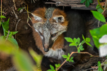 Grey Fox Vixen (Urocyon cinereoargenteus) and Kit in Den