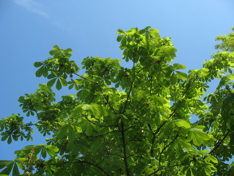 Изумрудные листья каштана в лучах весеннего солнца