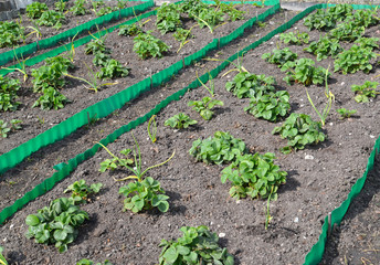 Fototapeta na wymiar Beds with strawberry and garlic on a garden site in the spring