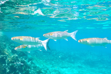 Fototapeta premium Coral reef and fish