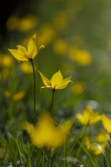 Tulpe