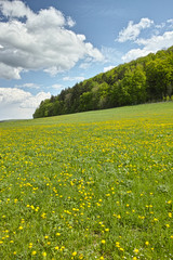 Frühjahr Gras und Himmel