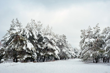 New Year tree in winter forest. Beautiful winter landscape with