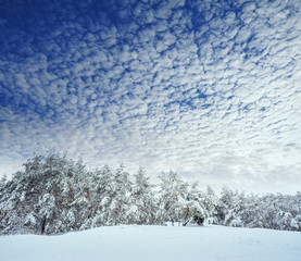 New Year tree in winter forest. Beautiful winter landscape with