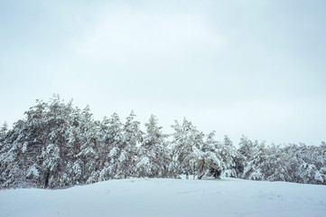 New Year tree in winter forest. Beautiful winter landscape with