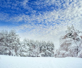 New Year tree in winter forest. Beautiful winter landscape with