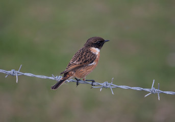 Obraz premium Stonechat on barbed wire