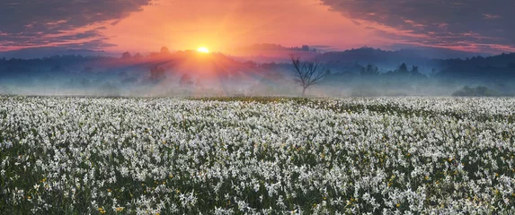 Papier peint adhésif Narcisse Narcissus Valley