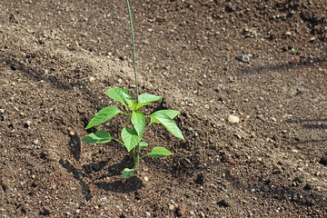ピーマンの苗