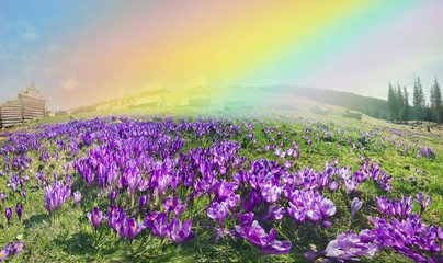 Magic carpet spring crocuses