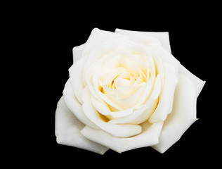 White rose on a black background